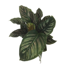 Load image into Gallery viewer, Calathea, 6in, Ornata - Floral Acres Greenhouse & Garden Centre