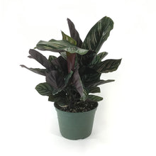 Load image into Gallery viewer, Calathea, 6in, Ornata - Floral Acres Greenhouse & Garden Centre