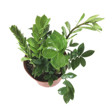 Load image into Gallery viewer, ZZ Plant, 10in, Zamioculcas Zamiifolia