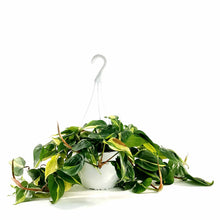 Load image into Gallery viewer, Philodendron, 8in HB, Brasil