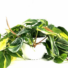 Load image into Gallery viewer, Philodendron, 8in HB, Brasil