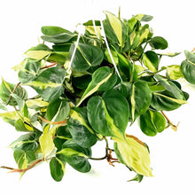 Load image into Gallery viewer, Philodendron, 8in HB, Brasil