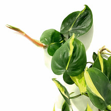 Load image into Gallery viewer, Philodendron, 8in HB, Brasil