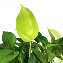 Load image into Gallery viewer, Pothos, 6in, Neon