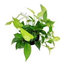 Load image into Gallery viewer, Pothos, 6in, Neon