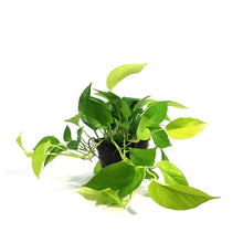 Load image into Gallery viewer, Pothos, 6in, Neon
