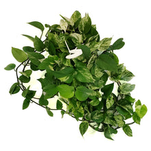 Load image into Gallery viewer, Pothos, 8in, Marble Queen, Hanging Basket
