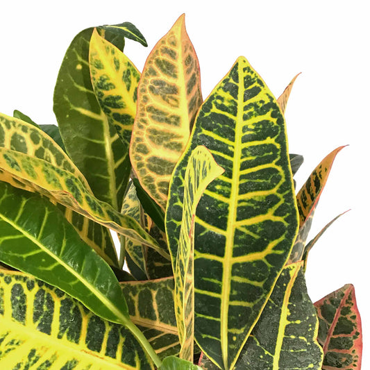 Croton, 6in, Petra