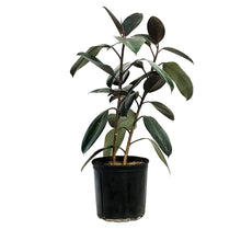 Load image into Gallery viewer, Ficus, 10in, Burgundy Bush