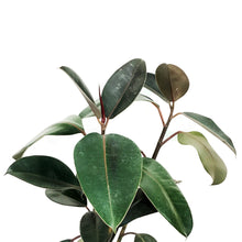 Load image into Gallery viewer, Ficus, 10in, Burgundy Bush