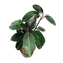 Load image into Gallery viewer, Ficus, 10in, Burgundy Bush
