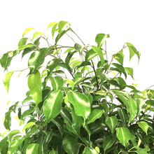 Load image into Gallery viewer, Ficus, 10in, Midnight Standard