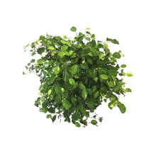 Load image into Gallery viewer, Ficus, 10in, Midnight Standard