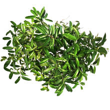 Load image into Gallery viewer, Ficus, 14in, Alli Standard