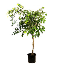 Load image into Gallery viewer, Ficus, 14in, Nuda Braid
