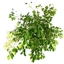 Load image into Gallery viewer, Ficus, 14in, Nuda Braid