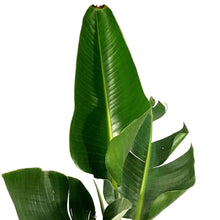Load image into Gallery viewer, Bird of Paradise, 10in, White - Floral Acres Greenhouse & Garden Centre