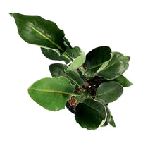 Load image into Gallery viewer, Bird of Paradise, 10in, Orange - Floral Acres Greenhouse & Garden Centre