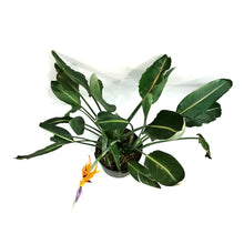 Load image into Gallery viewer, Bird of Paradise, 14in, Orange