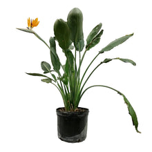 Load image into Gallery viewer, Bird of Paradise, 14in, Orange