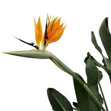 Load image into Gallery viewer, Bird of Paradise, 14in, Orange
