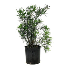 Load image into Gallery viewer, Podocarpus, 10in, Maki Bush