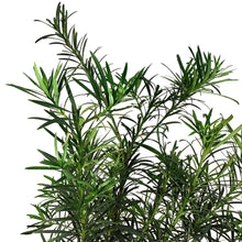 Load image into Gallery viewer, Podocarpus, 10in, Maki Bush