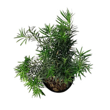Load image into Gallery viewer, Podocarpus, 10in, Maki Bush