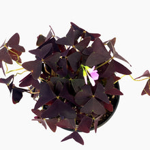 Load image into Gallery viewer, Oxalis, 3.5in, Ebony Allure - Floral Acres Greenhouse & Garden Centre
