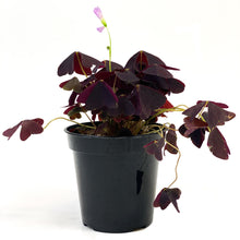 Load image into Gallery viewer, Oxalis, 3.5in, Ebony Allure - Floral Acres Greenhouse & Garden Centre