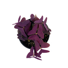 Load image into Gallery viewer, Oxalis, 3.5in, Francis - Floral Acres Greenhouse & Garden Centre