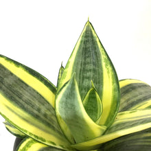 Load image into Gallery viewer, Sansevieria, 6in, Star Power, Sunny Star