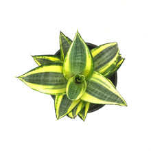 Load image into Gallery viewer, Sansevieria, 6in, Star Power, Sunny Star