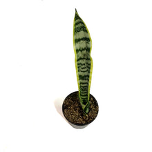 Load image into Gallery viewer, Sansevieria, 4in, Laurentii