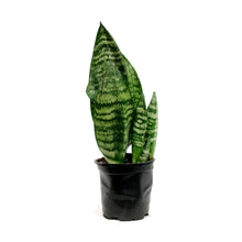 Load image into Gallery viewer, Sansevieria, 4in, Robusta Superba