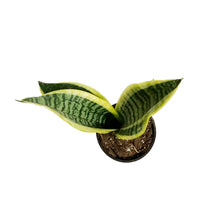 Load image into Gallery viewer, Sansevieria, 4in, Futura Superba