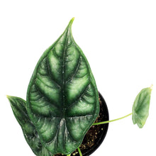 Load image into Gallery viewer, Alocasia, 4in, Beginda Dragon Scale