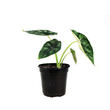 Load image into Gallery viewer, Alocasia, 4in, Beginda Dragon Scale