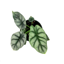 Load image into Gallery viewer, Alocasia, 4in, Silver Dragon