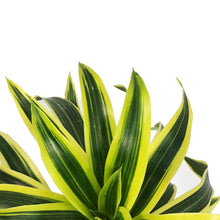 Load image into Gallery viewer, Dracaena, 4in, Song of India
