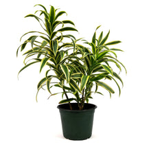 Load image into Gallery viewer, Dracaena, 4in, Song of India