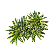 Load image into Gallery viewer, Dracaena, 4in, Song of India