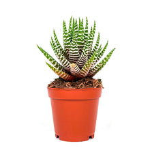 Load image into Gallery viewer, Haworthia, 2in, Big Band