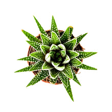 Load image into Gallery viewer, Haworthia, 2in, Big Band