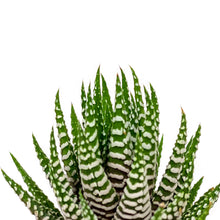 Load image into Gallery viewer, Haworthia, 2in, Big Band