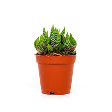 Load image into Gallery viewer, Haworthia, 2in, Fasciata Concolor