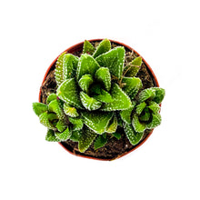 Load image into Gallery viewer, Haworthia, 2in, Fasciata Concolor