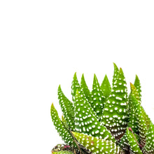 Load image into Gallery viewer, Haworthia, 2in, Fasciata Concolor
