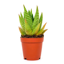 Load image into Gallery viewer, Haworthia, 2in, Fasciata 'Zebra Plant'