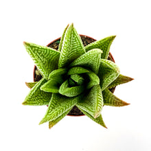 Load image into Gallery viewer, Haworthia, 2in, Fasciata 'Zebra Plant'